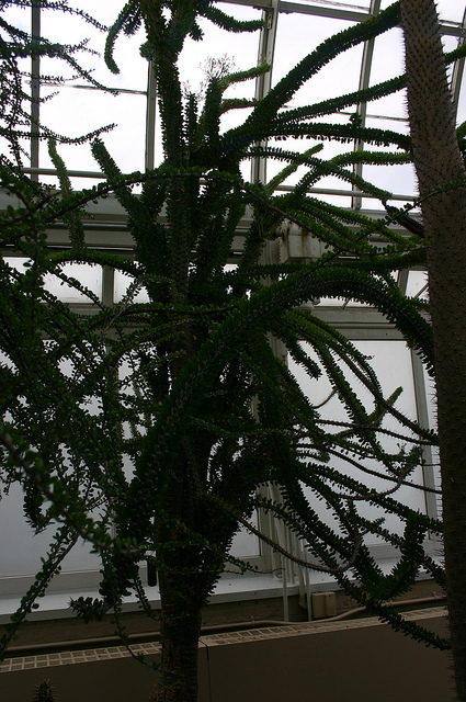 Alluaudia ascendens