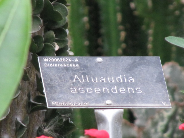 Alluaudia ascendens (Alluaudia ascendens)
