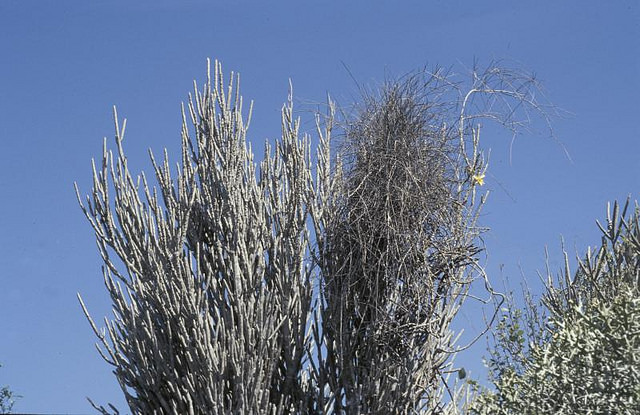 Alluaudia dumosa (Alluaudia dumosa)