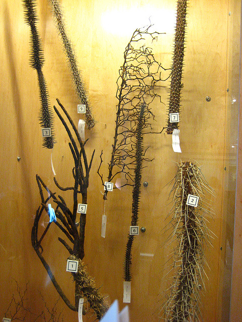 Alluaudia dumosa