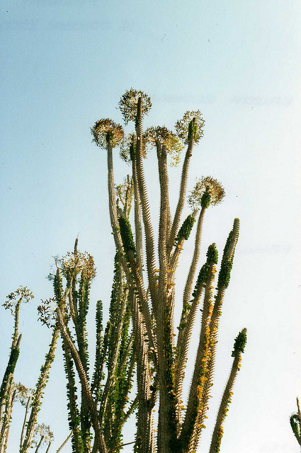 Alluaudia dumosa
