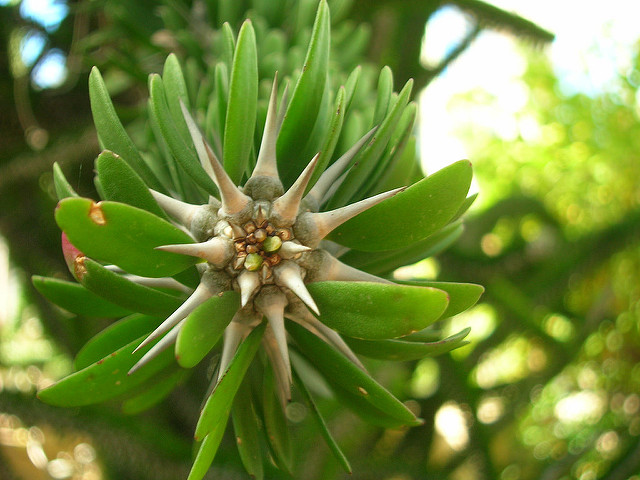 Arbre pieuvre
