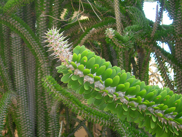 Arbre pieuvre