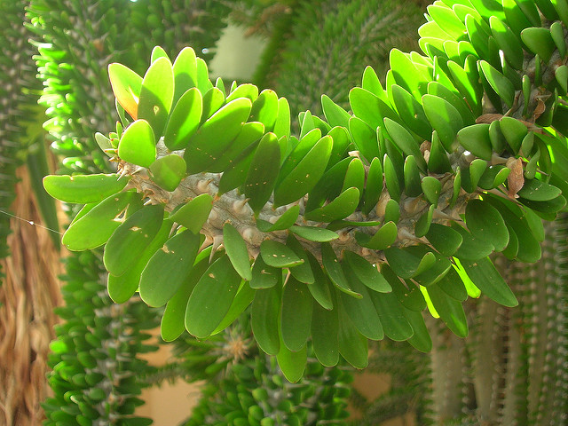 Arbre pieuvre