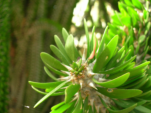 Arbre pieuvre