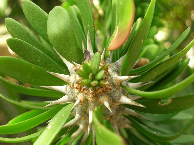 Arbre pieuvre (Alluaudia procera)