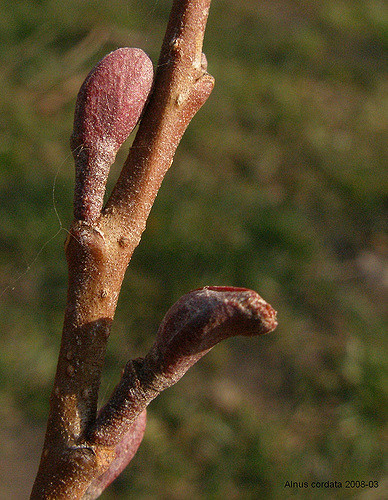Aulne à feuilles en coeur