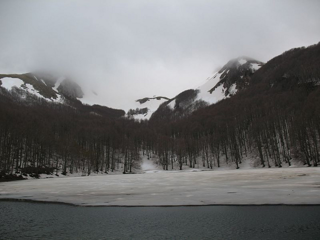 Aulne à feuilles en coeur