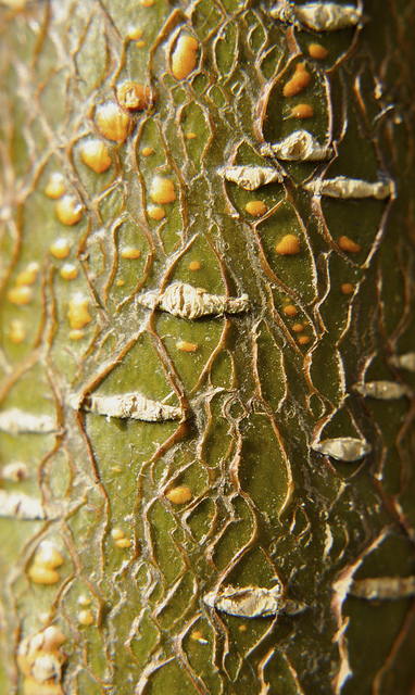 Aulne à feuilles en coeur