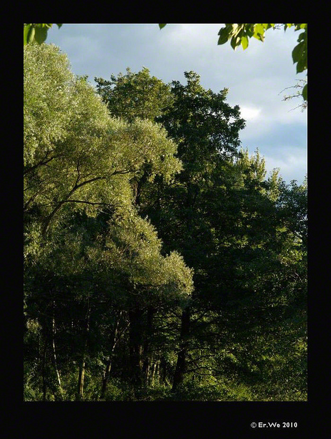 Aulne à feuilles en coeur