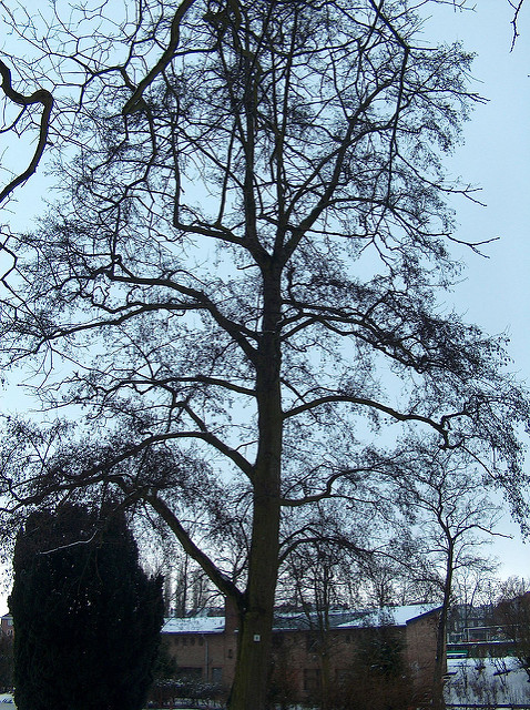 Aulne glutineux