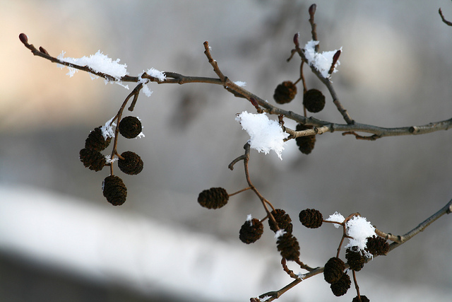 Aulne glutineux (Alnus glutinosa)