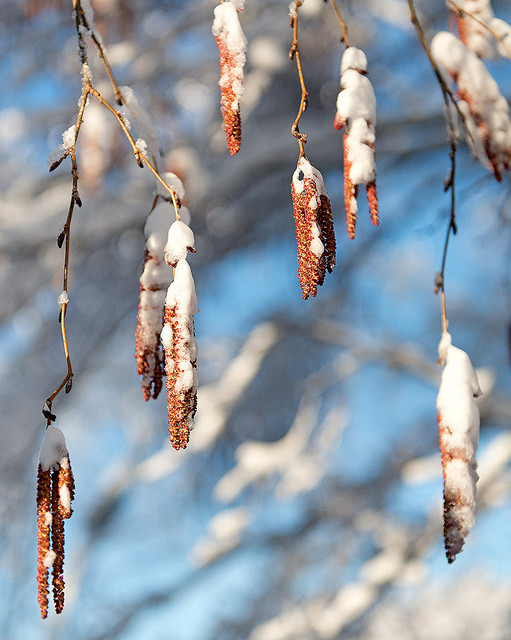 Alnus hirsuta (Alnus hirsuta)