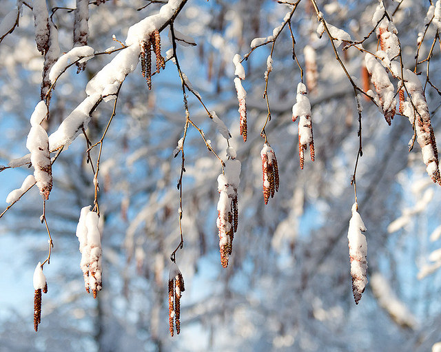 Alnus hirsuta
