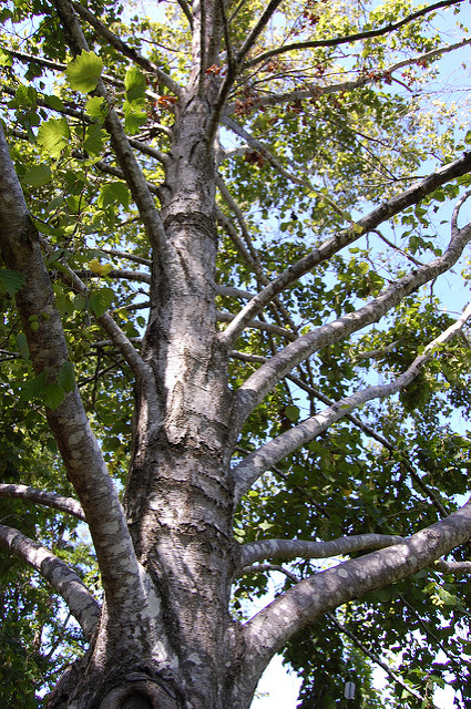 Alnus hirsuta
