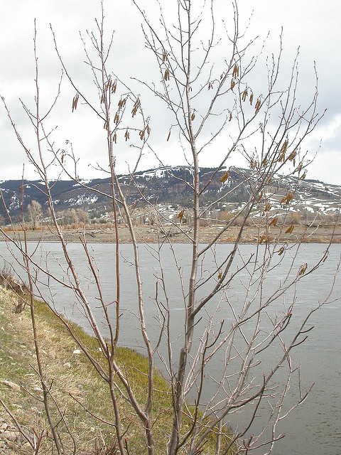 Aulne blanc (Alnus incana)