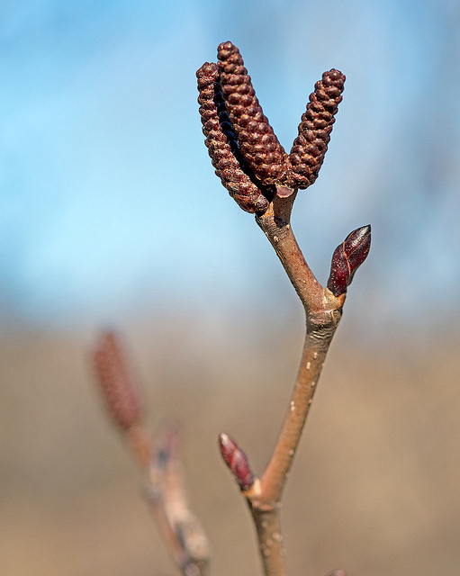 Alnus maximowiczii (Alnus maximowiczii)