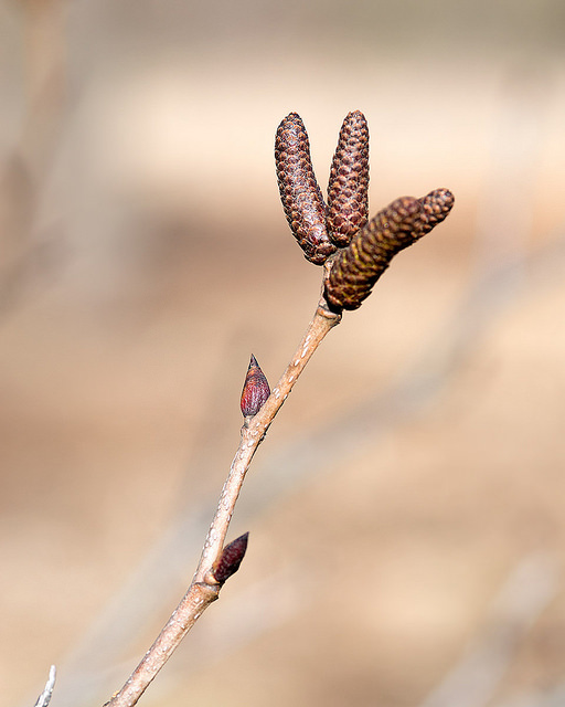 Alnus maximowiczii