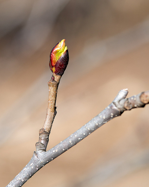 Alnus maximowiczii