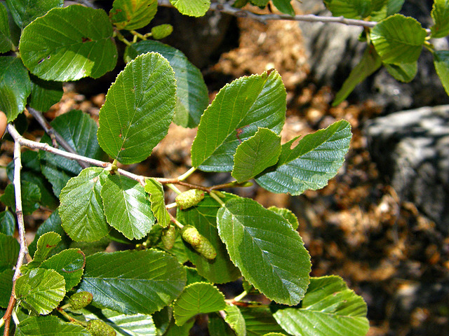 Alnus rhombifolia