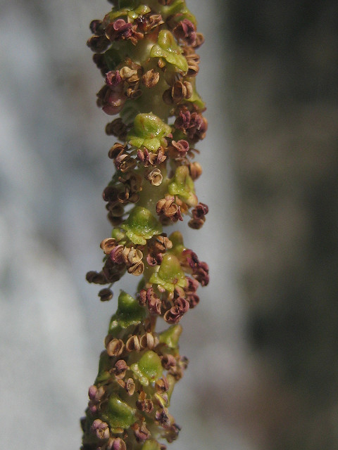 Alnus rhombifolia