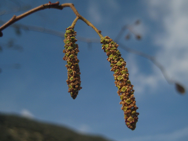 Alnus rhombifolia
