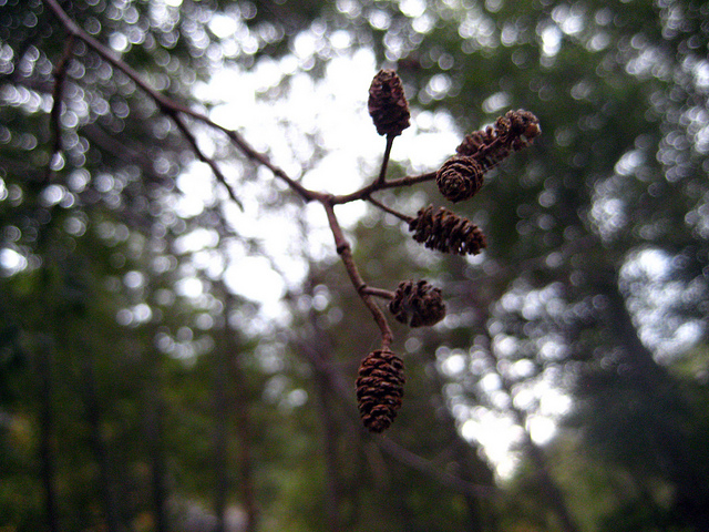 Alnus rhombifolia