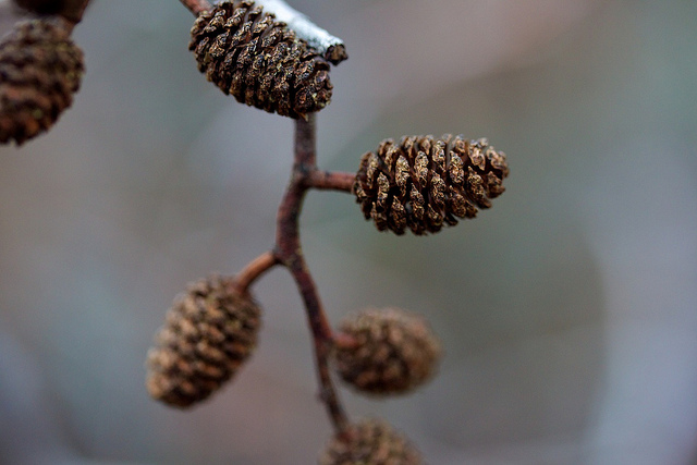 Alnus rhombifolia