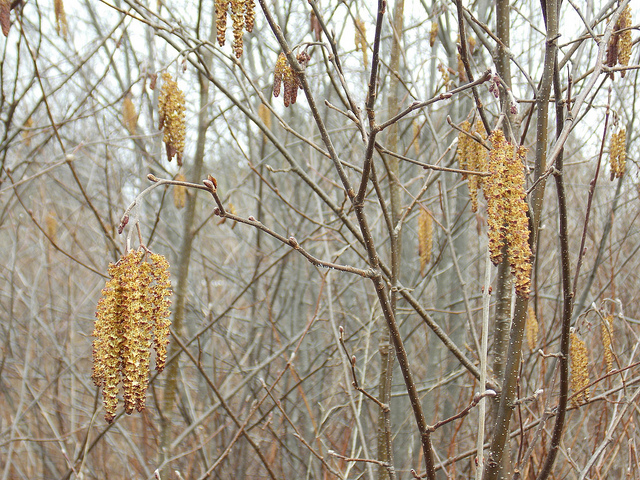 Alnus serrulata (Alnus serrulata)