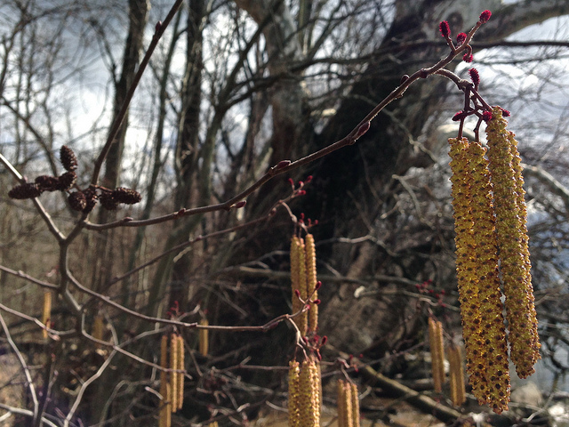 Alnus serrulata