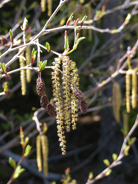 Alnus serrulata