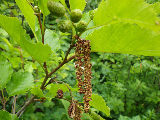 Aulne vert (Alnus viridis)