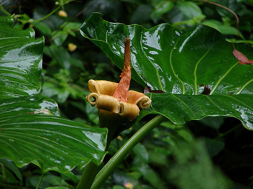 Alocasia brisbanensis (Alocasia brisbanensis)