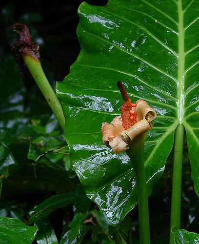 Alocasia brisbanensis