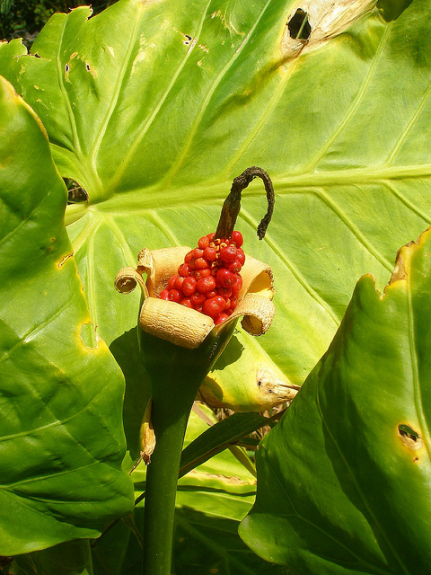 Alocasia brisbanensis