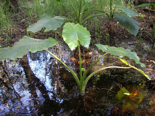 Alocasia brisbanensis