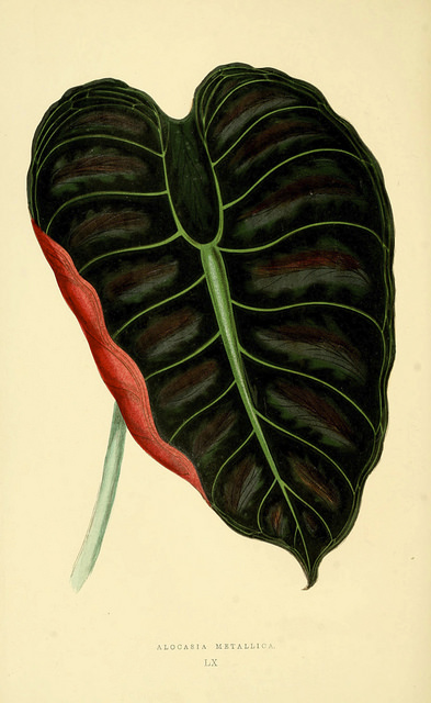 Alocasia cuprea