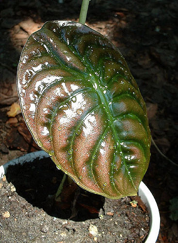 Alocasia cuprea