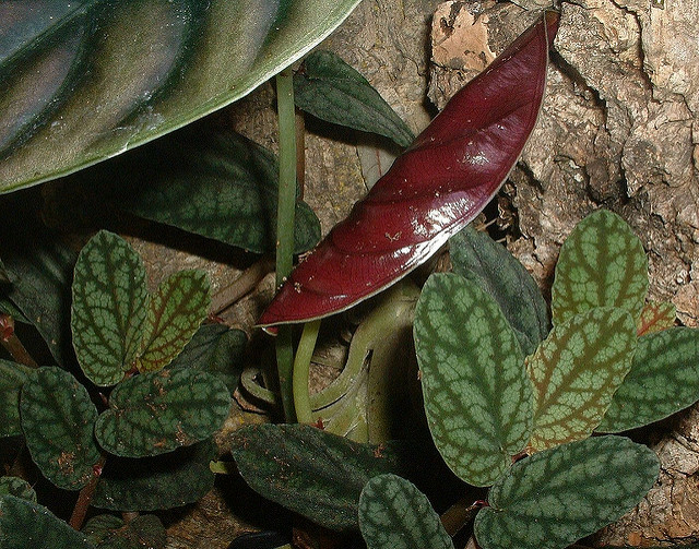 Alocasia cuprea