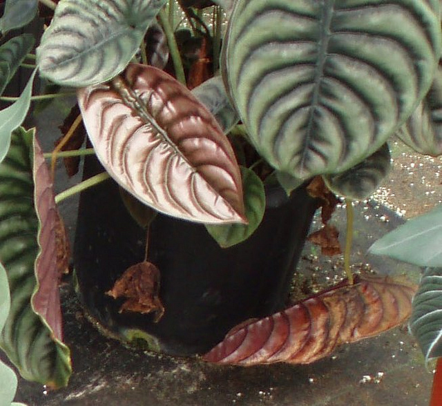 Alocasia cuprea