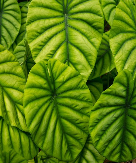 Alocasia cuprea