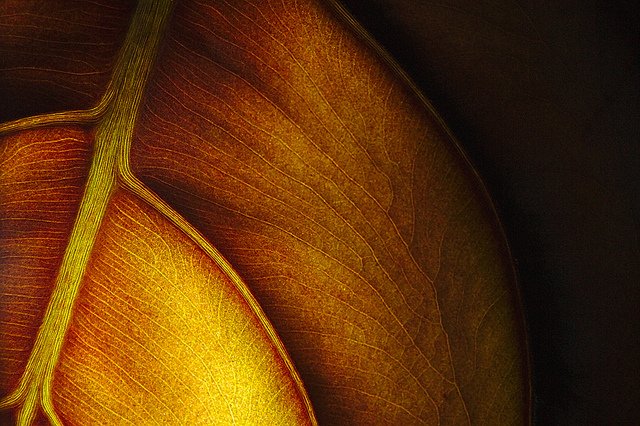Alocasia cuprea (Alocasia cuprea)