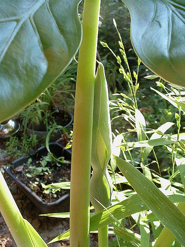 Alocasia macrorrhizos