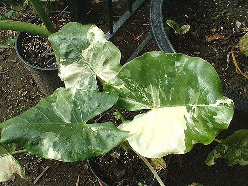 Alocasia macrorrhizos