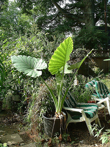 Alocasia macrorrhizos