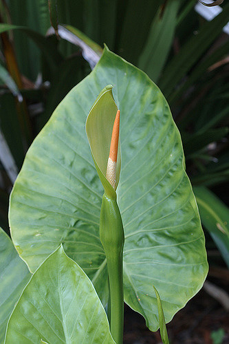 Alocasia macrorrhizos
