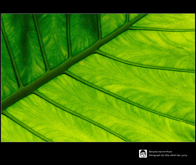 Alocasia macrorrhizos