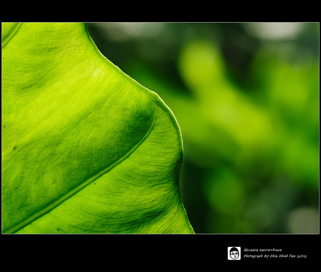 Alocasia macrorrhizos (Alocasia macrorrhizos)