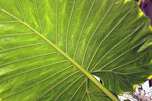 Alocasia odora (Alocasia odora)