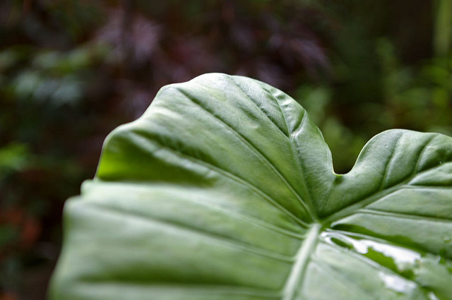 Alocasia odora